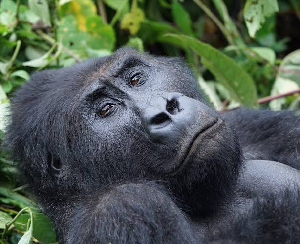 Go wild in Western Tanzania