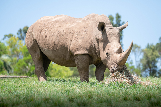 Go wild in Northern Tanzania