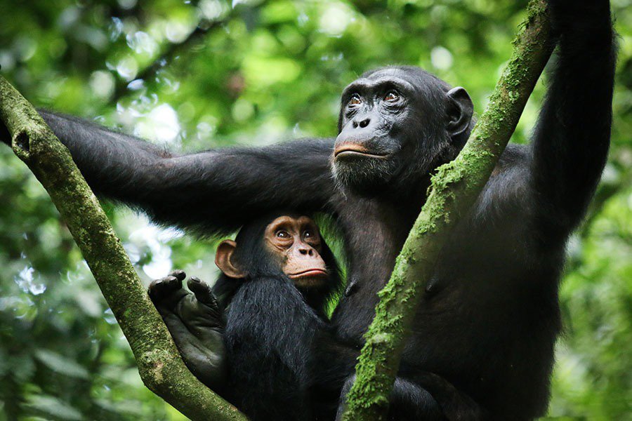 Go wild in Western Tanzania