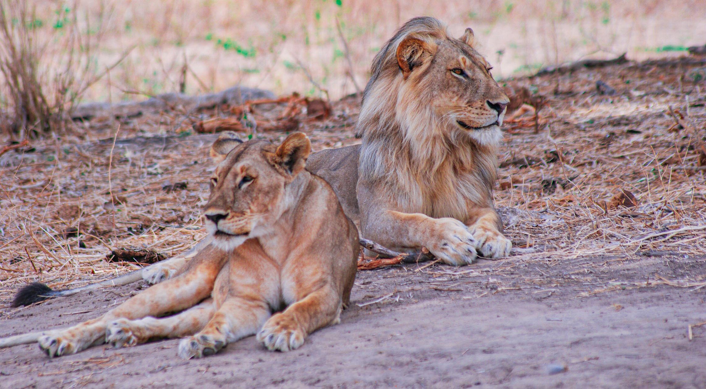 2 DAYS SAFARI TO RUAHA NATIONAL PARK