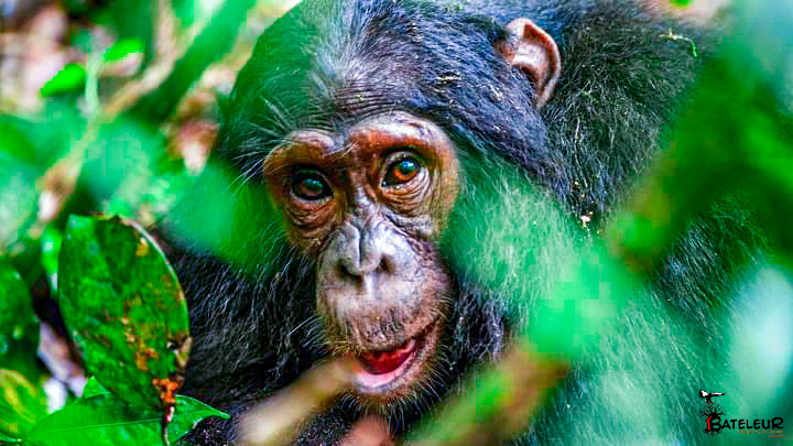 5 DAYS SPECIAL SAFARI PACKAGE TO KATAVI AND GOMBE NATIONAL PARK