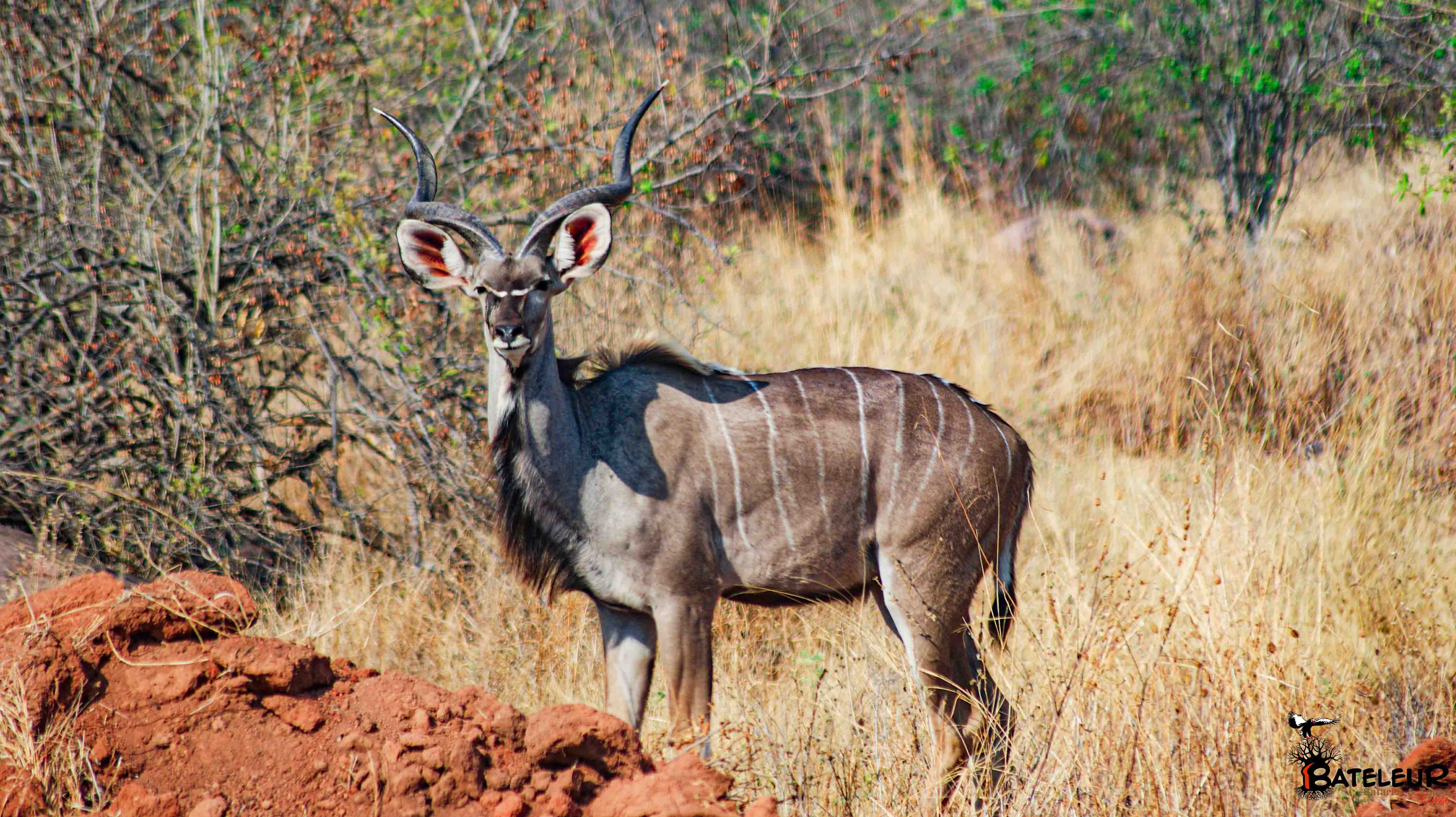 7 DAYS SPECIAL SAFARI PACKAGE TO SOUTHERN TANZANIA