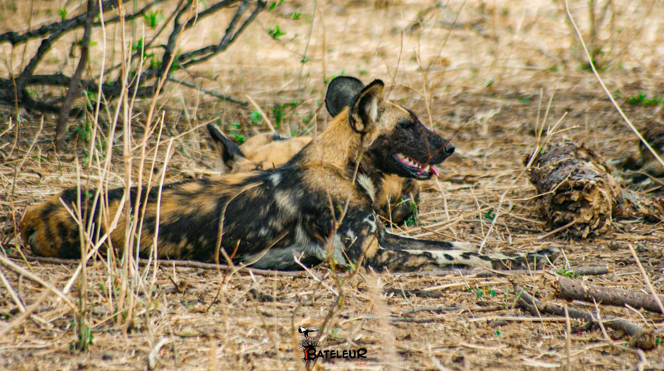 2 Days Ruaha Safari 